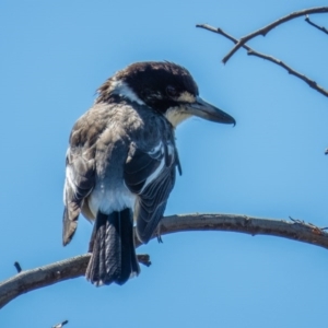 Cracticus torquatus at Sutton, NSW - 28 Sep 2016