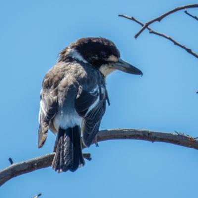 Cracticus torquatus (Grey Butcherbird) at Sutton, NSW - 28 Sep 2016 by CedricBear