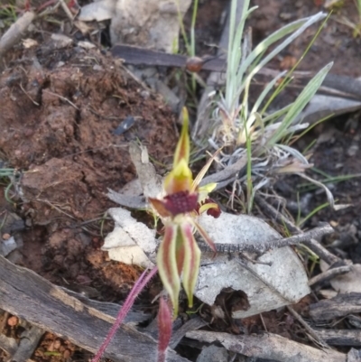 Caladenia actensis (Canberra Spider Orchid) at Majura, ACT - 27 Sep 2016 by NickWilson