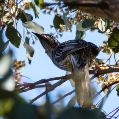 Anthochaera carunculata (Red Wattlebird) at Mulligans Flat - 28 Sep 2016 by CedricBear