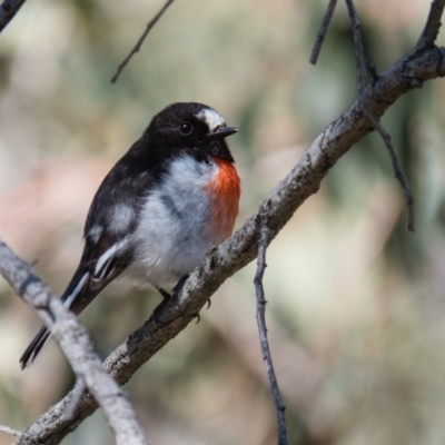 Petroica boodang (Scarlet Robin) at Gungahlin, ACT - 28 Sep 2016 by CedricBear