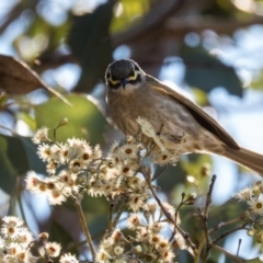 Caligavis chrysops (Yellow-faced Honeyeater) at Gungahlin, ACT - 28 Sep 2016 by CedricBear