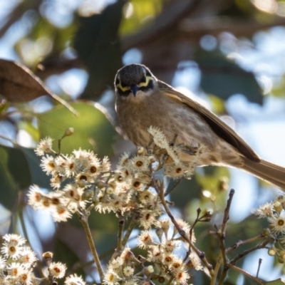 Caligavis chrysops (Yellow-faced Honeyeater) at Gungahlin, ACT - 28 Sep 2016 by CedricBear