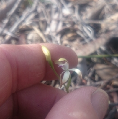 Caladenia ustulata (Brown Caps) at Point 3506 - 27 Sep 2016 by gregbaines