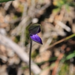 Glossodia major at Canberra Central, ACT - suppressed