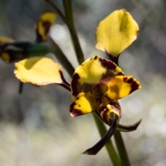 Diuris pardina (Leopard Doubletail) at Mulligans Flat - 28 Sep 2016 by CedricBear