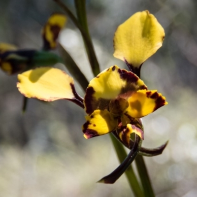 Diuris pardina (Leopard Doubletail) at Sutton, NSW - 28 Sep 2016 by CedricBear