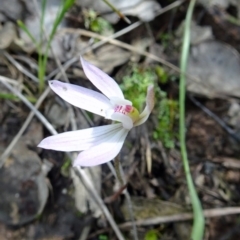 Caladenia fuscata (Dusky Fingers) at Point 14 - 24 Sep 2016 by galah681