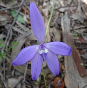 Glossodia major at Canberra Central, ACT - suppressed