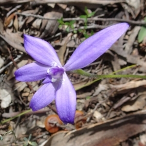 Glossodia major at Canberra Central, ACT - suppressed