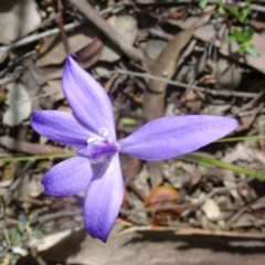 Glossodia major at Canberra Central, ACT - suppressed