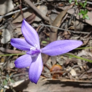 Glossodia major at Canberra Central, ACT - suppressed