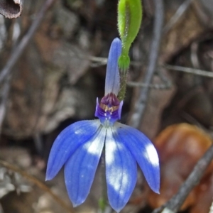 Cyanicula caerulea at Point 14 - suppressed