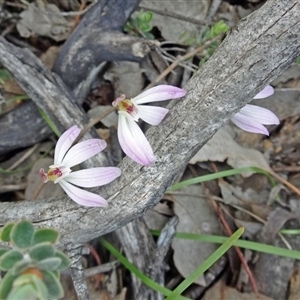 Caladenia fuscata at Point 14 - suppressed