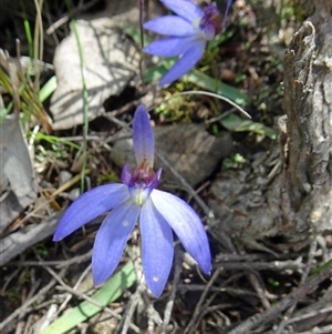 Cyanicula caerulea at Point 14 - suppressed