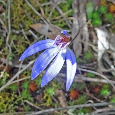 Cyanicula caerulea (Blue Fingers, Blue Fairies) at Point 14 - 24 Sep 2016 by galah681