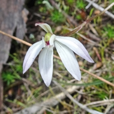 Caladenia fuscata (Dusky Fingers) at Point 20 - 24 Sep 2016 by galah681