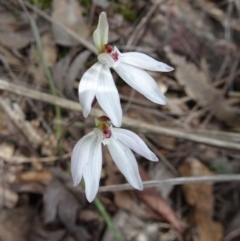 Caladenia fuscata (Dusky Fingers) at Canberra Central, ACT - 24 Sep 2016 by galah681