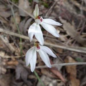 Caladenia fuscata at Canberra Central, ACT - suppressed