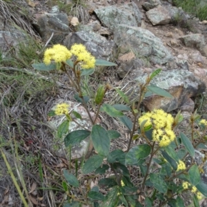 Pomaderris intermedia at Canberra Central, ACT - 27 Sep 2016 11:54 AM