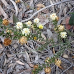 Acacia gunnii (Ploughshare Wattle) at Canberra Central, ACT - 27 Sep 2016 by galah681