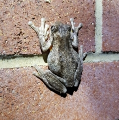 Litoria peronii (Peron's Tree Frog, Emerald Spotted Tree Frog) at Ainslie, ACT - 28 Sep 2016 by maconachie