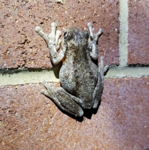 Litoria peronii at Ainslie, ACT - 28 Sep 2016