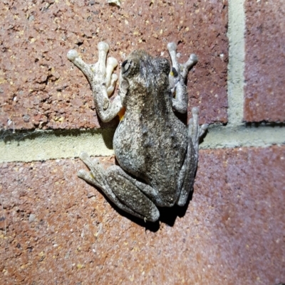 Litoria peronii (Peron's Tree Frog, Emerald Spotted Tree Frog) at Ainslie, ACT - 28 Sep 2016 by maconachie