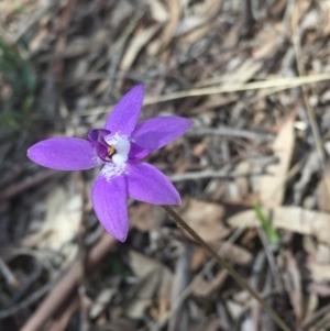 Glossodia major at O'Connor, ACT - 26 Sep 2016