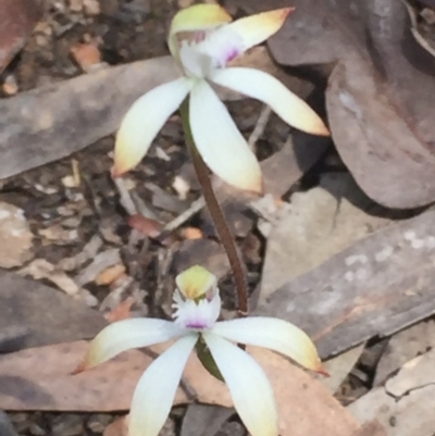 Caladenia ustulata (Brown Caps) at O'Connor, ACT - 26 Sep 2016 by ibaird