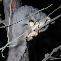 Petaurus notatus (Krefft’s Glider, Sugar Glider) at Mulligans Flat - 28 Sep 2016 by CedricBear