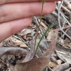 Caladenia ustulata at Point 3506 - suppressed