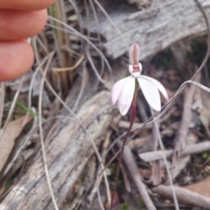 Caladenia fuscata at Canberra Central, ACT - suppressed