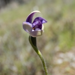 Glossodia major (Wax Lip Orchid) at Sutton, NSW - 28 Sep 2016 by CedricBear