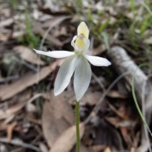 Caladenia sp. at Gungahlin, ACT - suppressed