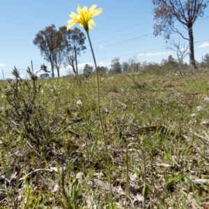 Microseris walteri at Sutton, NSW - 28 Sep 2016