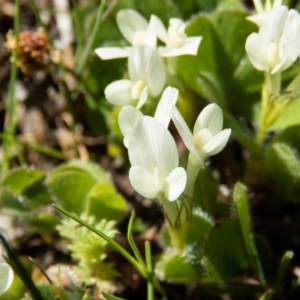 Trifolium subterraneum at Gungahlin, ACT - 28 Sep 2016