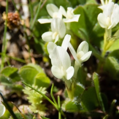 Trifolium subterraneum (Subterranean Clover) at Mulligans Flat - 28 Sep 2016 by CedricBear