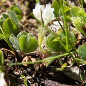 Trifolium subterraneum at Gungahlin, ACT - 28 Sep 2016