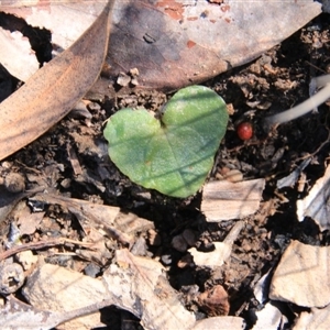 Acianthus sp. at Point 5078 - suppressed