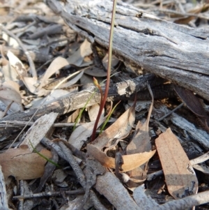 Caleana minor at Aranda, ACT - suppressed