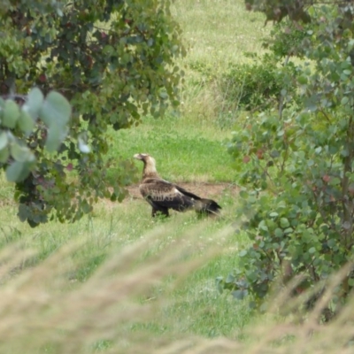 Aquila audax (Wedge-tailed Eagle) at Sth Tablelands Ecosystem Park - 17 Nov 2015 by AndyRussell