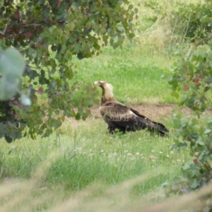 Aquila audax at Molonglo Valley, ACT - 17 Nov 2015