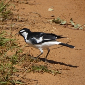 Grallina cyanoleuca at Molonglo Valley, ACT - 15 Feb 2016