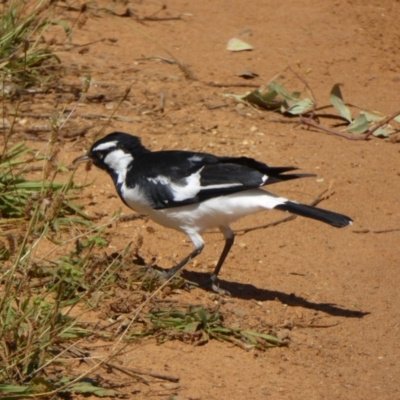 Grallina cyanoleuca (Magpie-lark) at Molonglo Valley, ACT - 15 Feb 2016 by AndyRussell