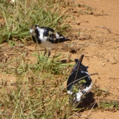 Grallina cyanoleuca at Molonglo Valley, ACT - 15 Feb 2016