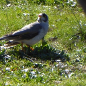 Manorina melanocephala at Molonglo Valley, ACT - 14 Jul 2016 11:52 AM