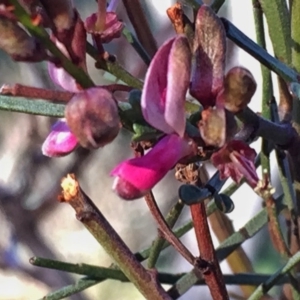 Indigofera adesmiifolia at Googong, NSW - 29 Sep 2016