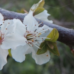 Prunus cerasifera (Cherry Plum) at Paddys River, ACT - 28 Sep 2016 by michaelb