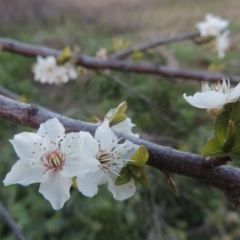 Prunus cerasifera at Paddys River, ACT - 28 Sep 2016